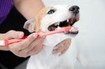 Jak prawidłowo czyścić psu zęby?