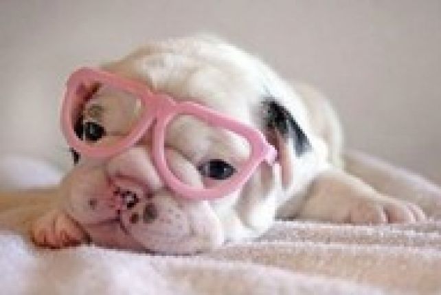 Psy nie muszą zakładać okularów, żeby widzieć świat w kolorach