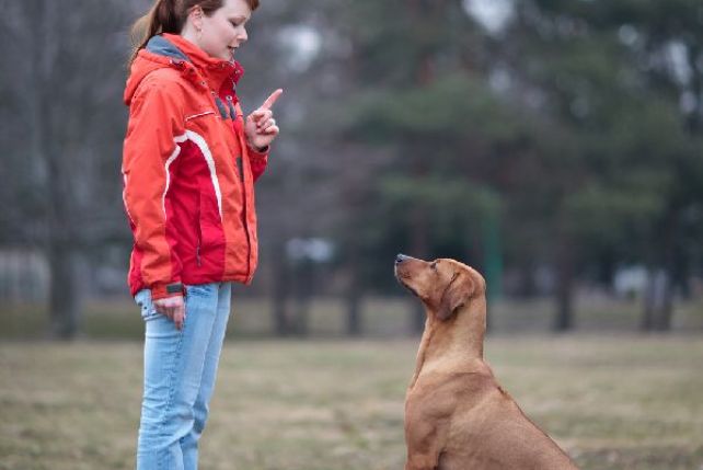 Psy potrafią zrozumieć wiele poleceń wydawanych przez człowieka
