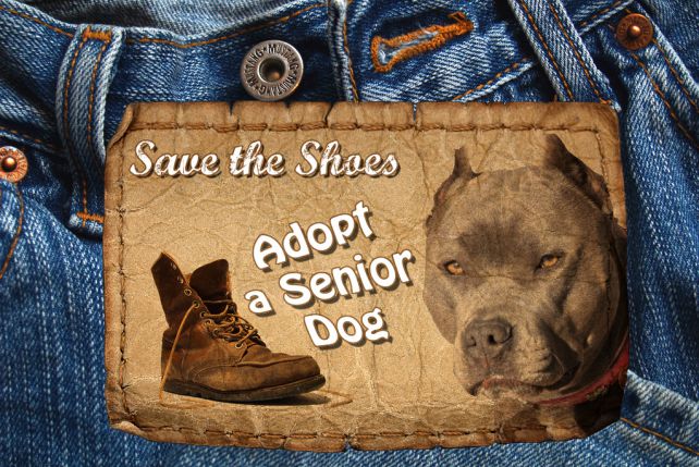 Krążący w internecie plakat promujący adopcję starszych psów. Oszczędź buty, adoptuj seniora.