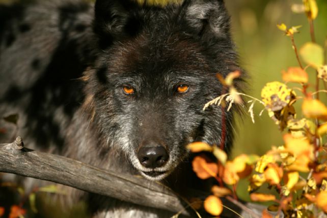 Czarny wilk amerykański.