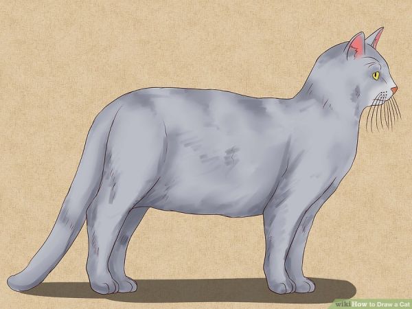 Jak narysować kota - metoda 1.