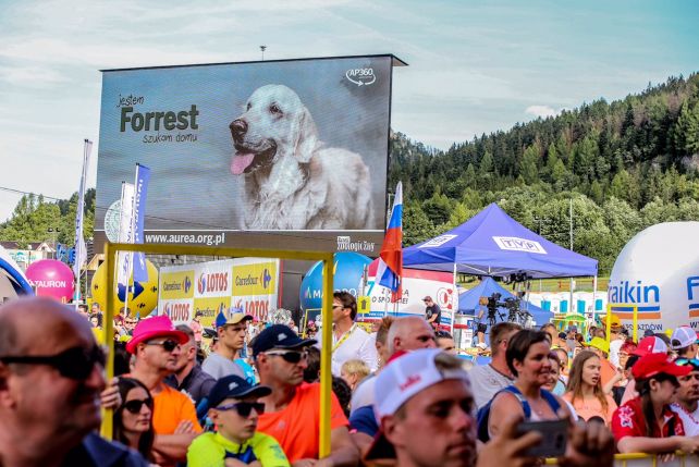 "Pies z billboardu" na Tour de Pologne