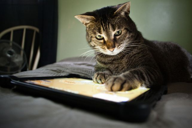 Zdjęcia kotów stanowią jeden z elementów popularnej aplikacji Wickr