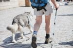 Podczas spaceru z psem nie wolno zapominać o bezpieczeństwie czworonoga
