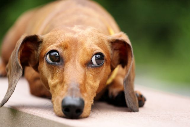 Psy wykazują skłonność do patrzenia w lewą stronę, kiedy obserwują  twarze.