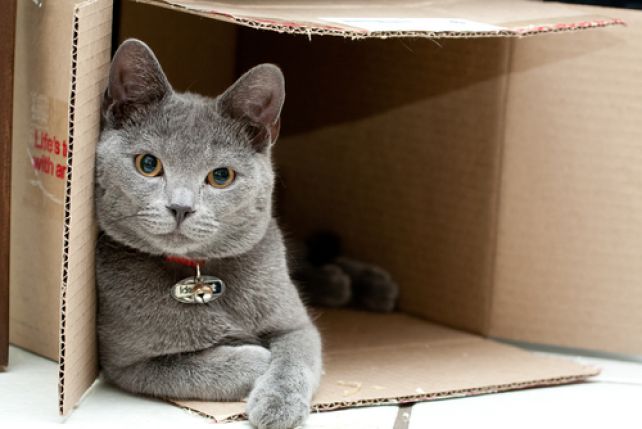 Zwykłe pudełko bywa dla kota ciekawsze niż niejedna zabawka.