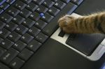 "kocie" gry internetowe
