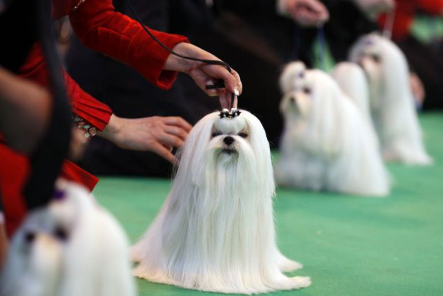 Jedwabista sierść maltańczyków z najsłynniejszych psich konkursów Crufs w Anglii. Z pomocą odpowiednich kosmetyków możemy taki efekt uzyskać sami.