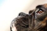 Do zachorowania na glejaki predysponowane są psy rasy bokser