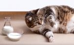 Najczęstszą nietolerancją pokarmową u kotów jest nietolerancja laktozy, czyli mleka i jego pochodnych.