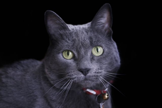 Czarne koty potrafią często dożyć słusznego wieku