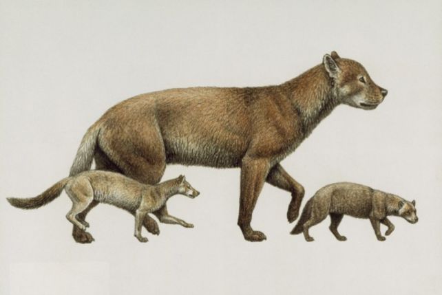 Archaeocyon, Phlaocyon i Borophagus - tak wyglądali psi przodkowie.