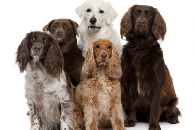 Wszystkie są urocze, ale to Labradory retrievery zdominowały listę najpopularniejszych ras psów w USA