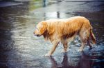 Pies w trakcie deszczu jest słabo widoczny