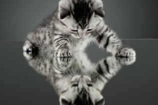 Koty nie mają zaufania do wzroku, dlatego lustro ich nie omami.