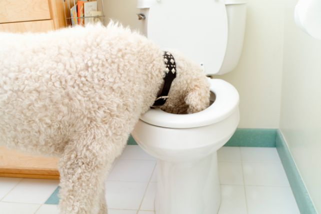 Wiele psów pije wodę z toalety.