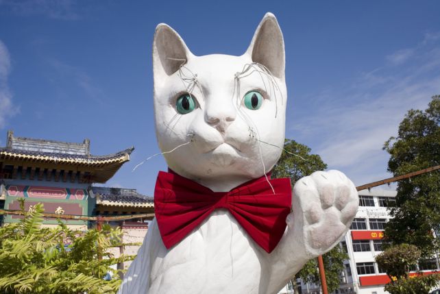 Podobnie jak na Tajwanie, w Malezji również znajdziemy miasta kotów