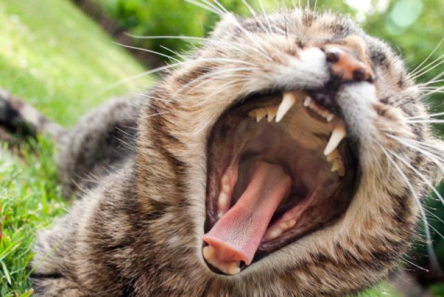 W jamie ustnej kota znajdować się może wiele groźnych dla człowieka bakterii