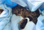 Poważna operacja jest czasem niezbędna do uratowania zdrowia i życia kota