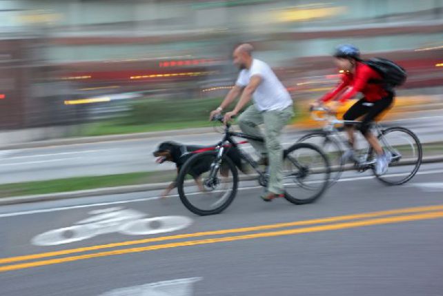 Jazda na rowerze z psem wymaga dużej ostrożności