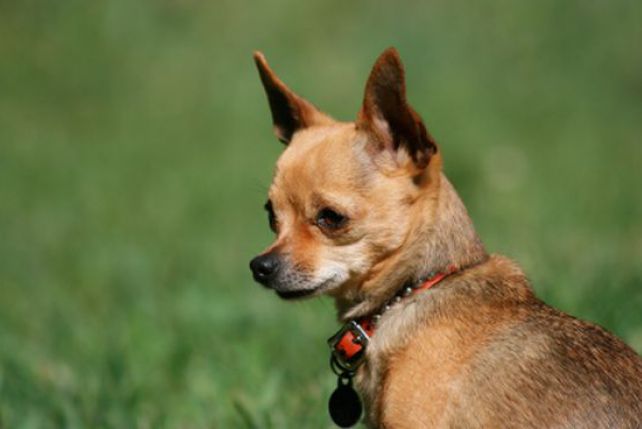 Chihuahua to modna w ostatnich latach rasa psów