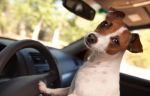 Dziennikarze udowodnili, że psa można nauczyć prowadzenia samochodu.