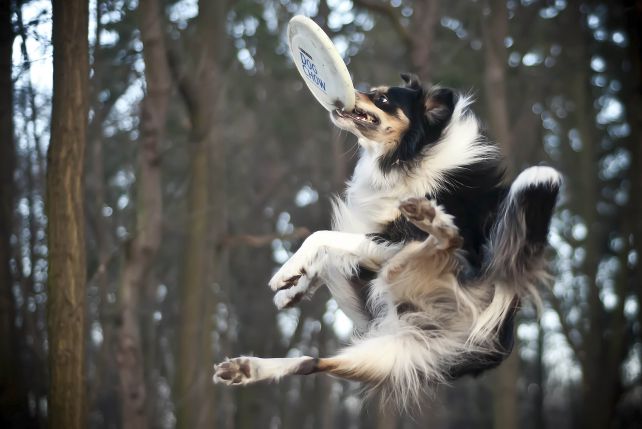 Dog frisbee - naucz psa latać!