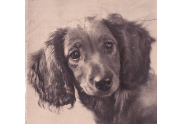 Asik - mały, dzielny pies, który tak wiele przeżył.