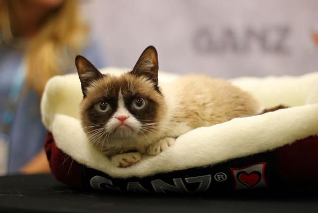 Grumpy Cat to jeden z najbogatszych i najbardziej wpływowych kotów na świecie