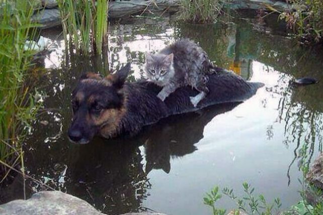Bałkańskie zwierzęta podczas powodzi
