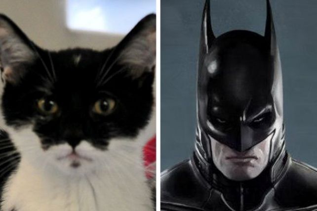 Kot o wyglądzie Batmana