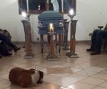 Psy zupełnie same poszły do kościoła
