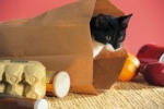 Papierowa torba - jedna z ulubionych kocich zabawek.