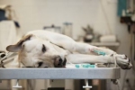 W Brazylii zakazno przeprowadzania operacji plastycznych na zwierzętach