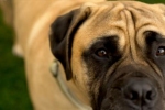 Naukowcy udowodnili, że oksytycyna uspokaja agresywne psy