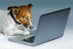 Psy nie czytają książek, ani nie surfują po internecie, ale mają silnie rozwiniętą intuicję
