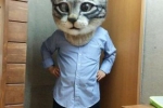 kult kota w Japonii