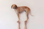 Pies akrobata