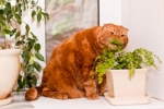 Większość kotów nie potrafi rozpoznać szkodliwych dla ich zdrowia roślin