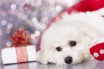 Dla zwierząt okres świąteczny wiąże się często z dużym stresem