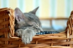 Koszyk, legowisko czy poduszka? Kot i tak sam wybierze miejsce do spania!
