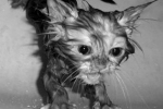 Jak widać po wyrazie pyszczka - koty nie przepadają za kąpielami w wodzie.