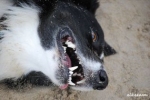 Należy dbać o higienę jamy ustnej psów.