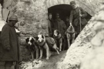 Włoscy żołnierze z psami sanitariuszami podczas I wojny światowej.