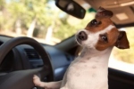 Dziennikarze udowodnili, że psa można nauczyć prowadzenia samochodu.