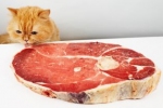 Spożywanie mięsa gwarantuje kotu zdrowie i dobre samopoczucie