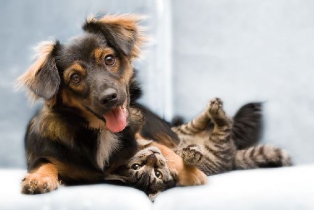 Psy i koty potrafią się ze sobą zaprzyjaźnić
