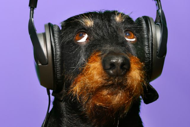 Wiele psów lubi od czasu do czasu posłuchać muzyki