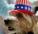 Pies w polityce? W USA może nawet kandydować!